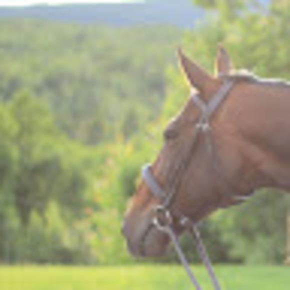 Meet your Posher, Olivia - Picture 1 of 1